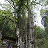 軍刀利神社　大桂2