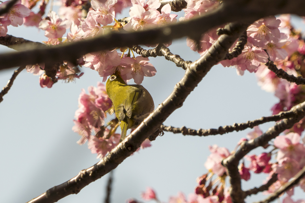 メジロと河津桜4