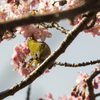 メジロと河津桜4