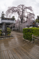 枝垂桜　慈雲寺3　