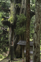 笹子峠　矢立の杉4