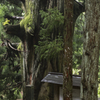 笹子峠　矢立の杉4