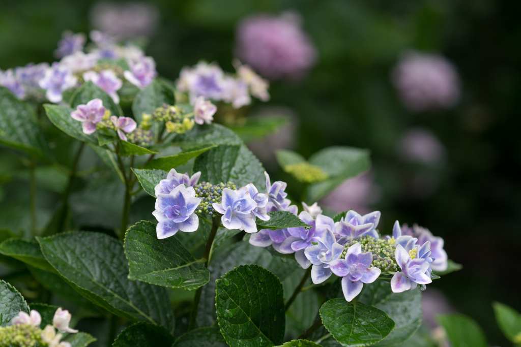 紫陽花12