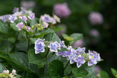 紫陽花12