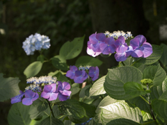 高幡不動の紫陽花3