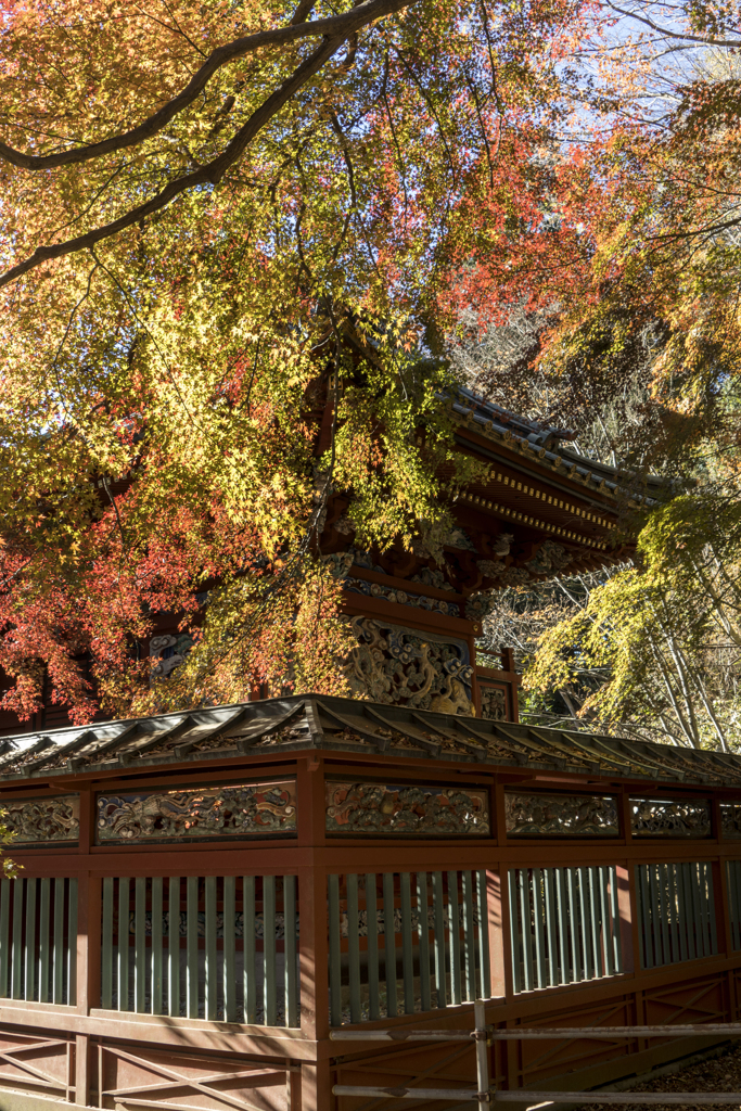 高尾山　紅葉