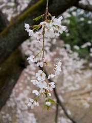 しだれ桜