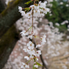 しだれ桜