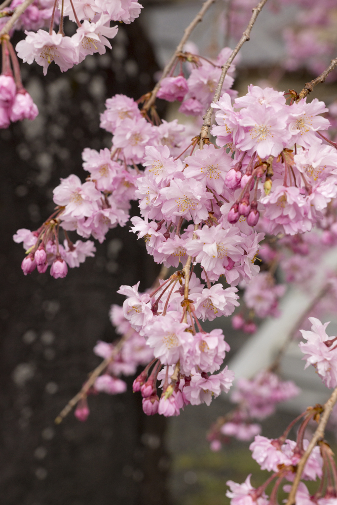 しだれ桜