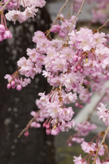 しだれ桜