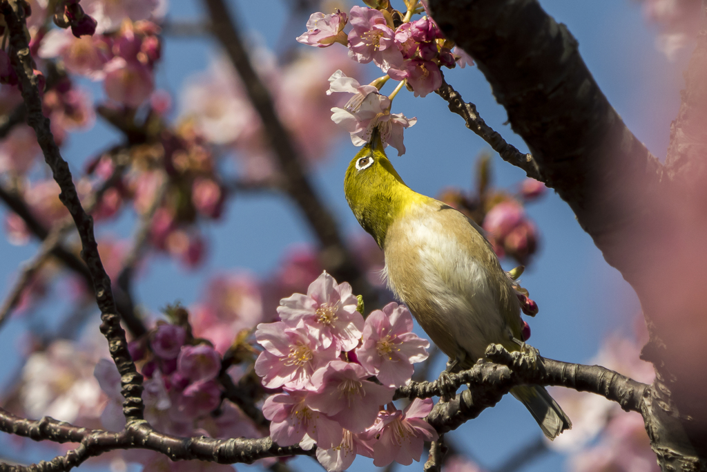 メジロと河津桜2