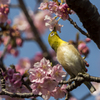 メジロと河津桜2