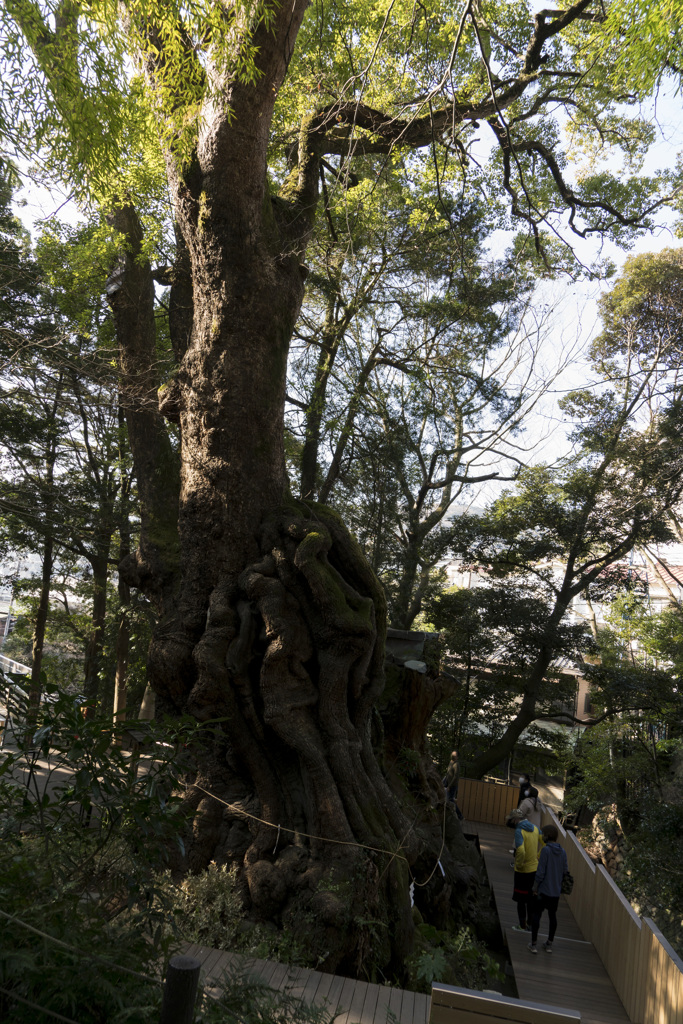 来宮神社　御神木　クスノキ2
