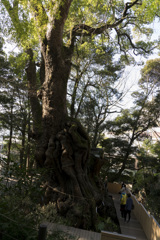 来宮神社　御神木　クスノキ2