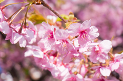 河津桜