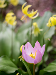 何の花？とカタクリ