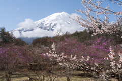 富士山と桜5