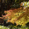 北の丸公園紅葉4