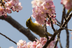 メジロと河津桜8