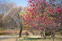 昭和記念公園　梅