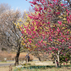 昭和記念公園　梅