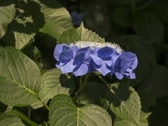 高幡不動の紫陽花2