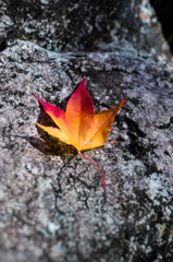 紅葉3