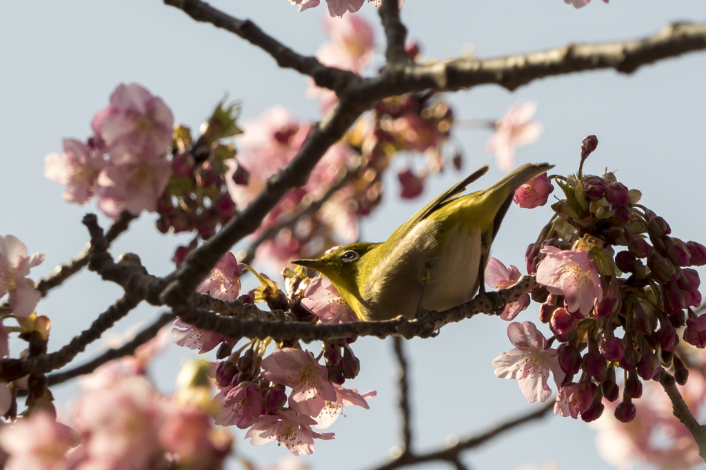 メジロと河津桜6