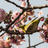 メジロと河津桜6