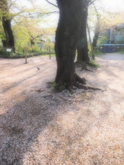 桜のジュータン