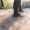 桜のジュータン
