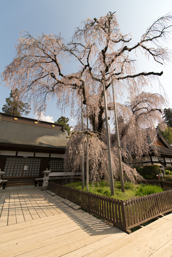 慈雲寺　枝垂桜2