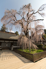 慈雲寺　枝垂桜2