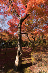 北の丸公園紅葉1