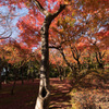 北の丸公園紅葉1