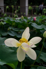 郷土の森　ハス2