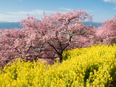 大井松田　河津桜２