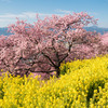 大井松田　河津桜２