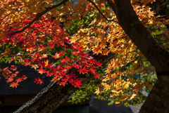 日川渓谷　天目山　栖雲寺　紅葉5