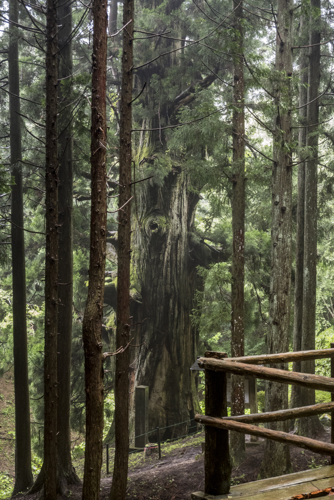 笹子峠　矢立の杉5