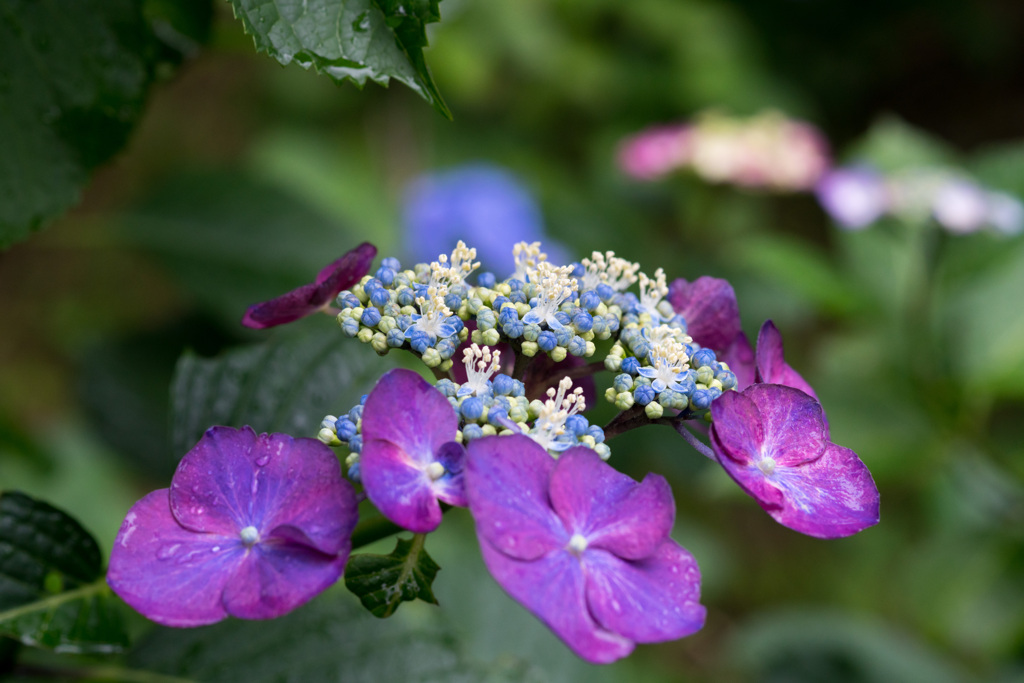 紫陽花10