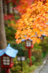 紅葉7　モミジ　大善寺