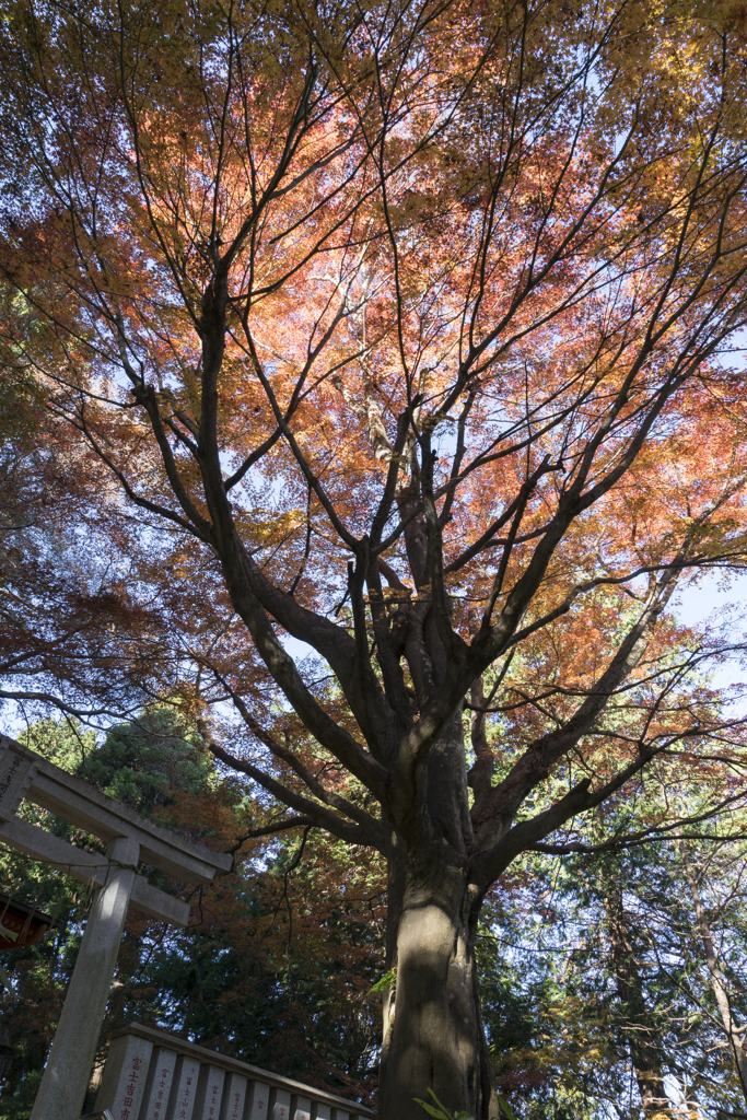 高尾山　紅葉