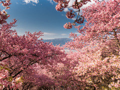大井松田　河津桜