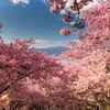 大井松田　河津桜