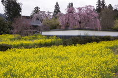 慈雲寺　枝垂桜　菜の花