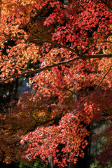 紅葉6　モミジ　大善寺