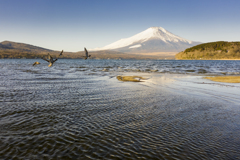 山中湖　富士山　水鳥