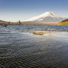 山中湖　富士山　水鳥