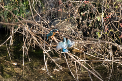 カワセミ縄張り争い2